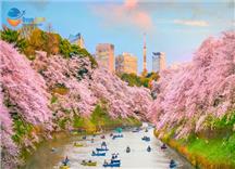 [HCM] Tour Nhật Bản Hành Trình Vàng Mùa Hoa Anh Đào Nở Sớm 2026